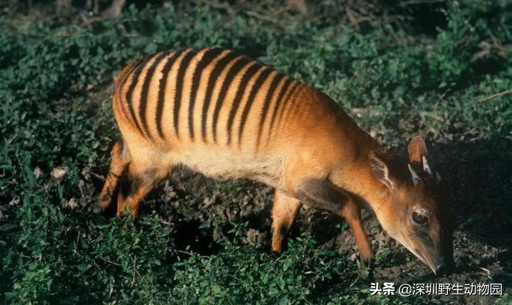 牛科动物排名,牛科动物有哪些品种