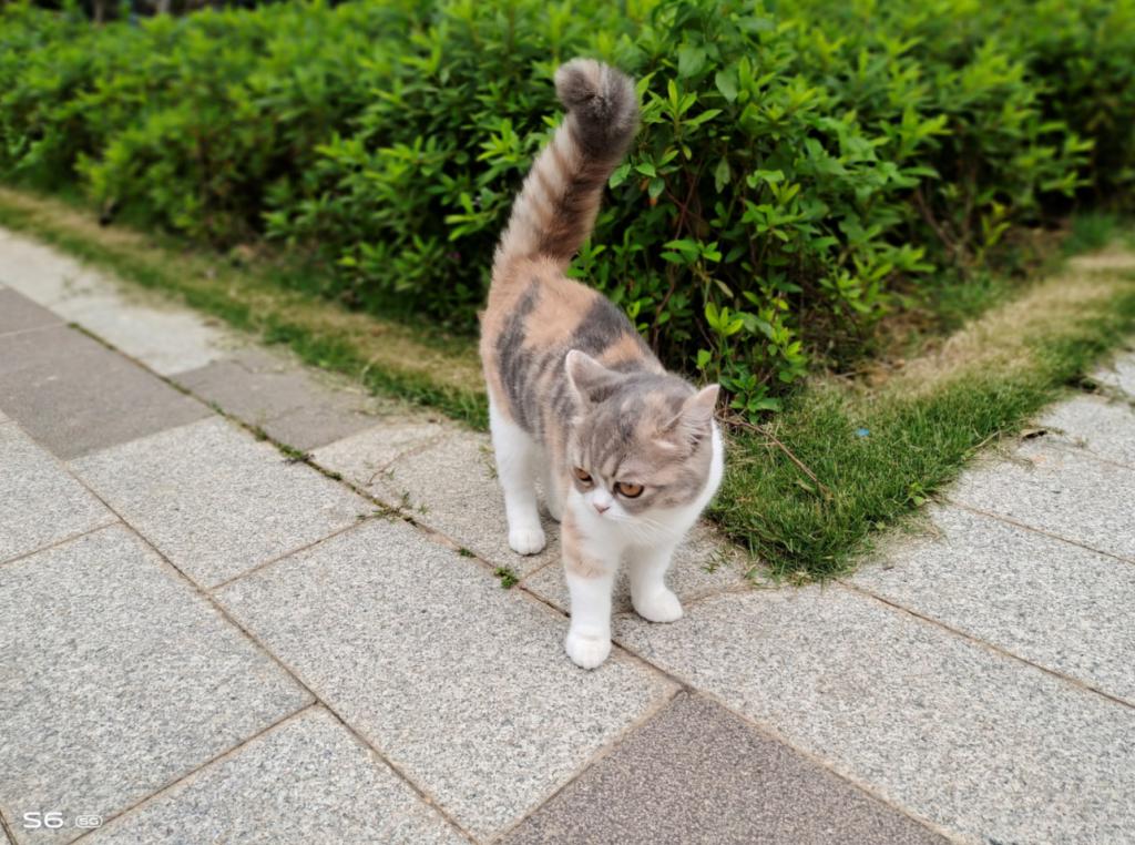 小扎测评|vivoS6:拍照时握在手里的小确幸