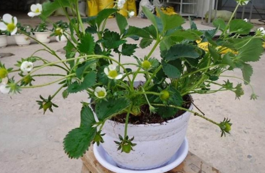 盆栽草莓果实小怎么办,盆栽草莓为什么果实会烂掉了