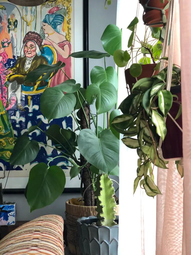 100㎡的家养了99株植物，我醉氧了…