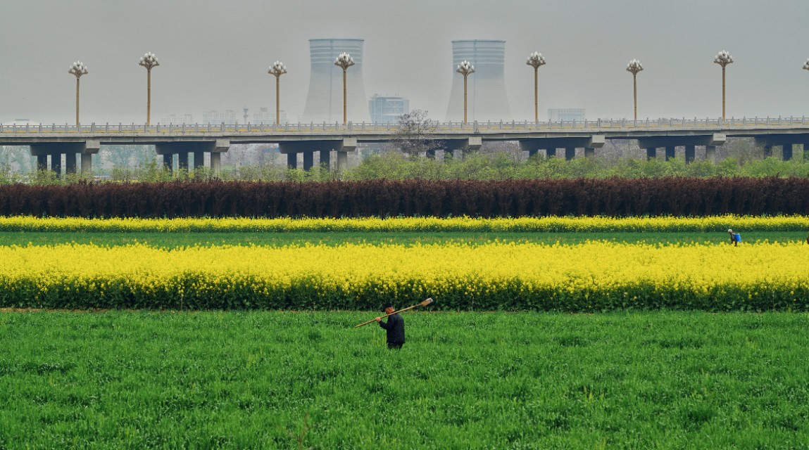 临潼油菜花海美景,阎良石川河哪里有油菜花
