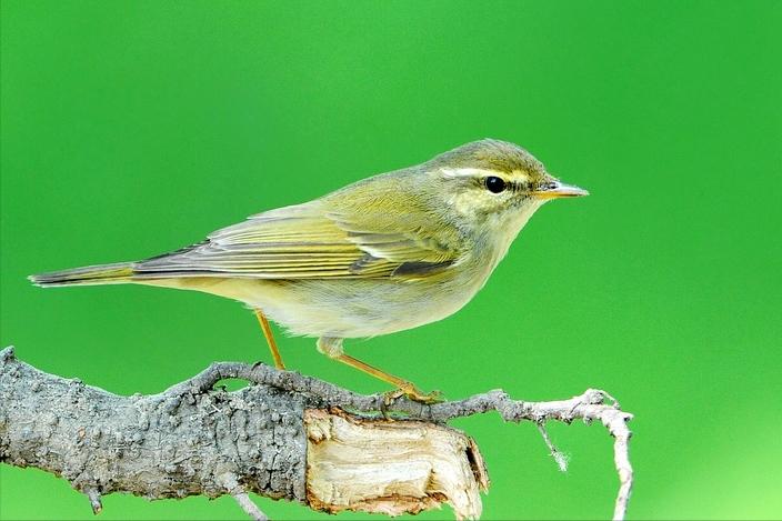 东江揽胜,惠州淡水常见鸟类图谱
