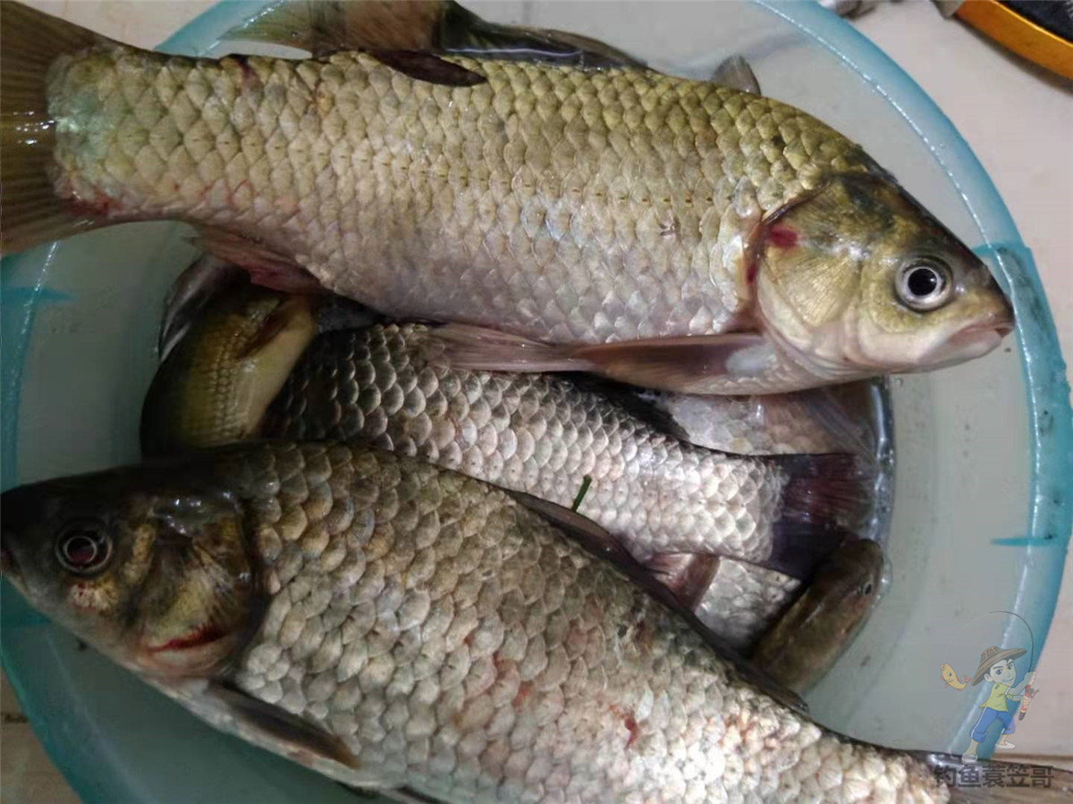 野钓鲫鱼爆护,野钓怎么提高鱼获呢