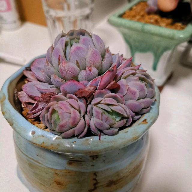 夏季养多肉冰梅,记住“3不要”,轻松养出群生状态