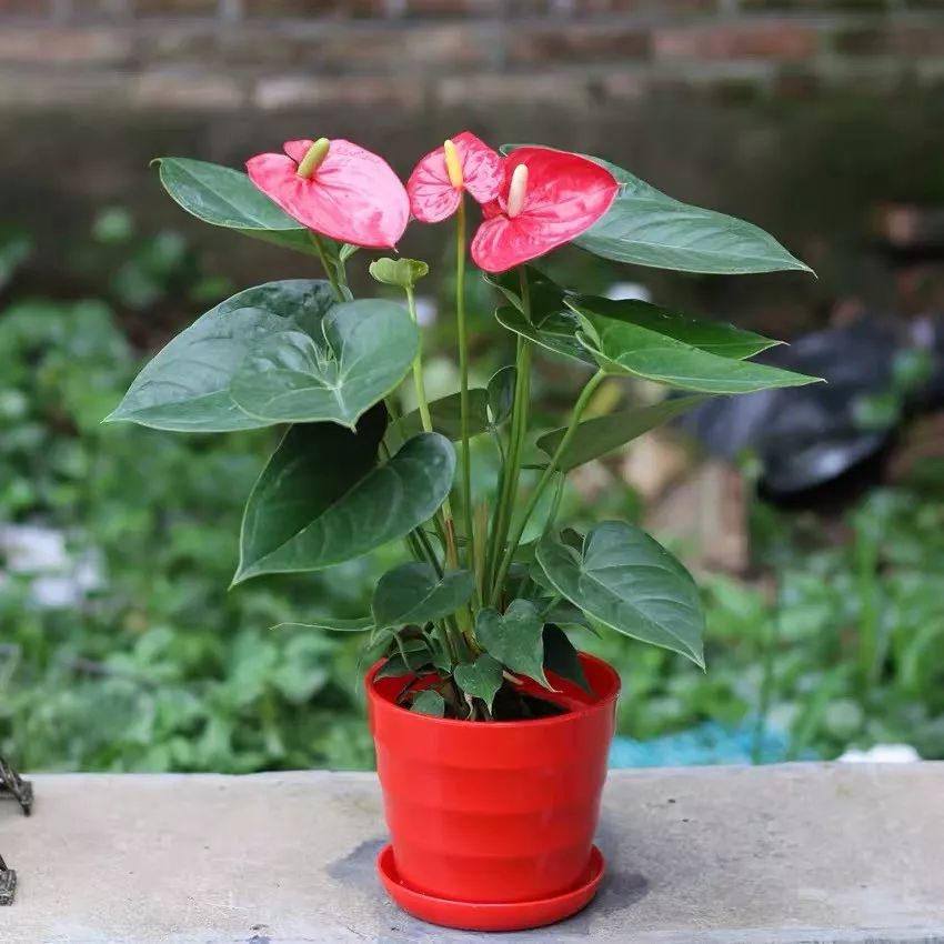 家中常见的这6种花草都有毒！平时养护要小心