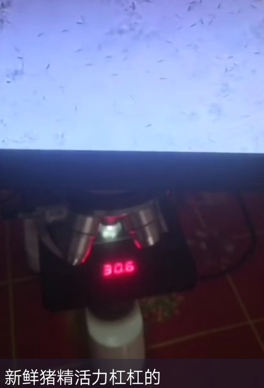 母猪妊娠期的饲养管理视频,母猪妊娠期的饲养管理