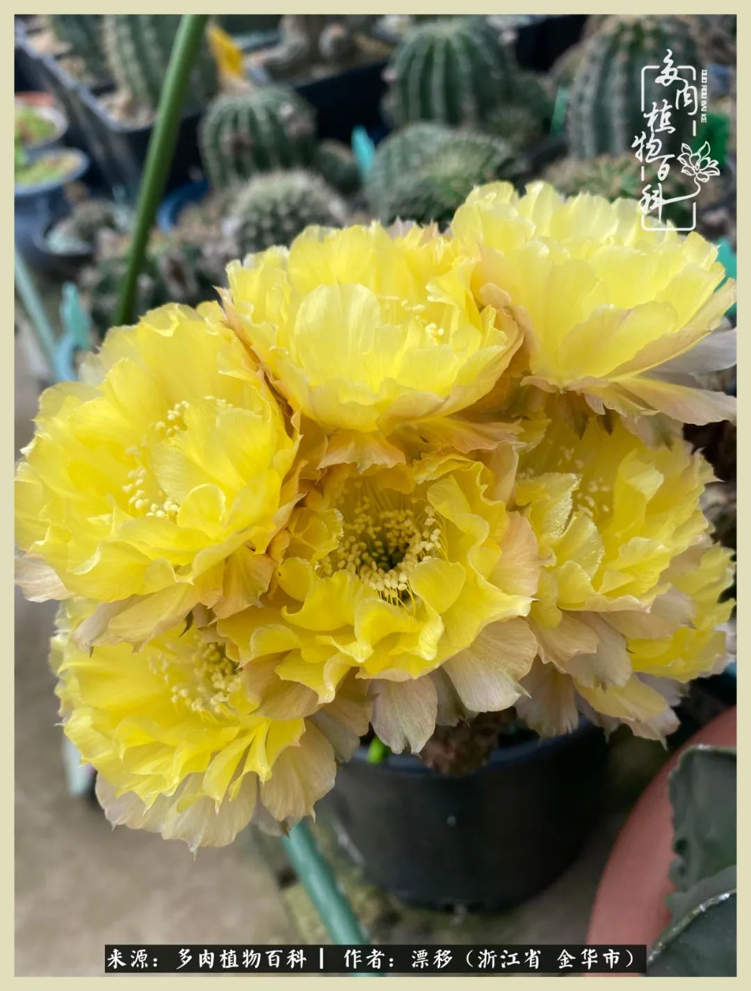 仙人球开花并散发着香味,仙人球花盛开吐露芬芳