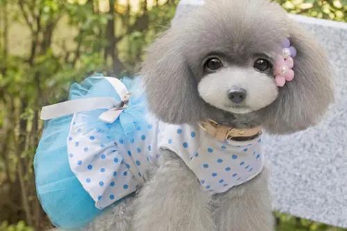 泰迪犬训犬粮自制教程,怎样训练泰迪犬的最好方法