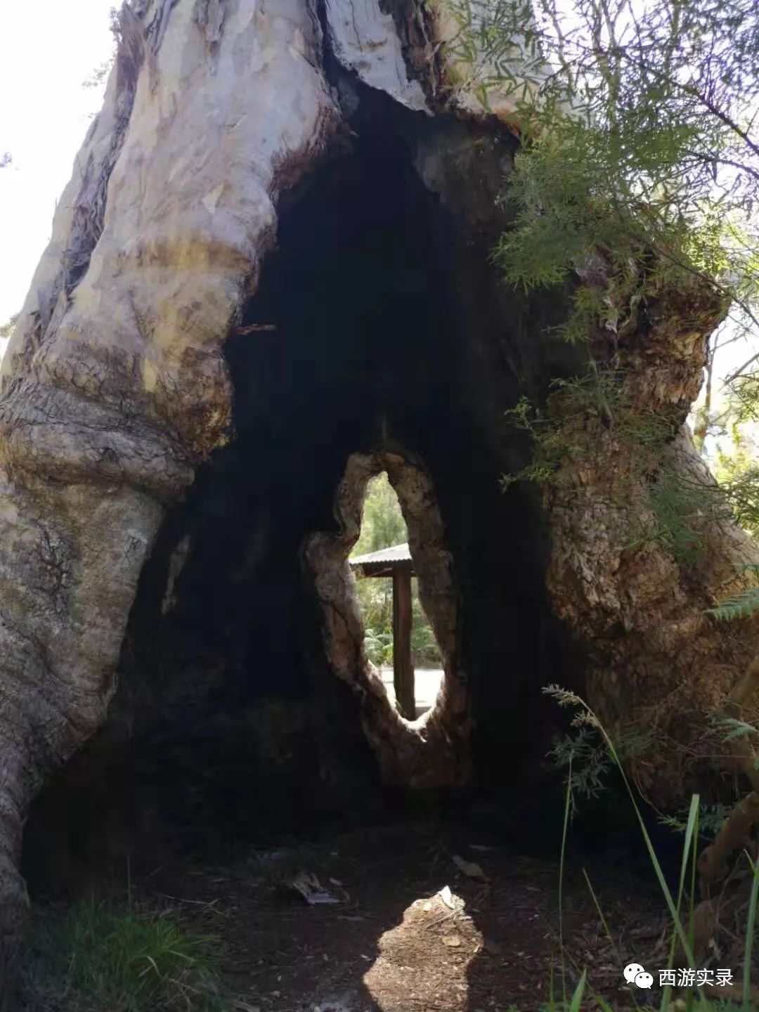 中国小伙独自一人荒野生活,中国男子荒野独居