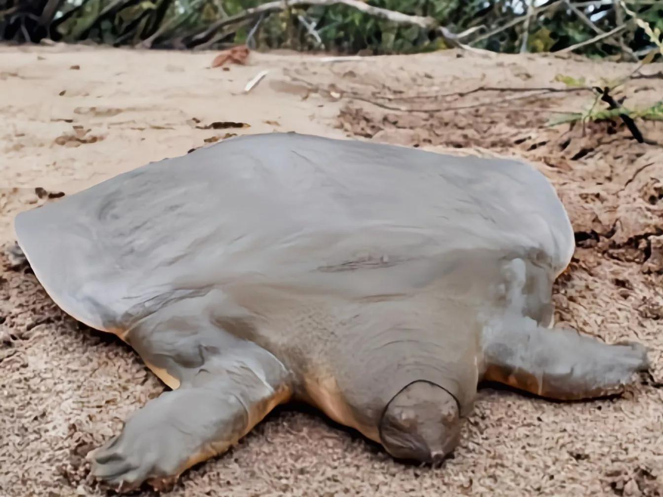 1965年的黄河巨龟到底长什么样,1965年黄河巨龟事件的视频