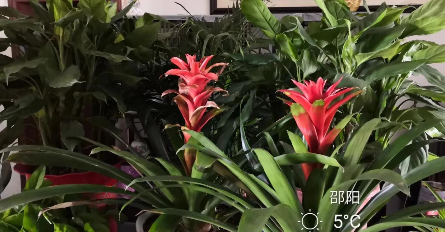 水塔花粉色,水塔花紫色