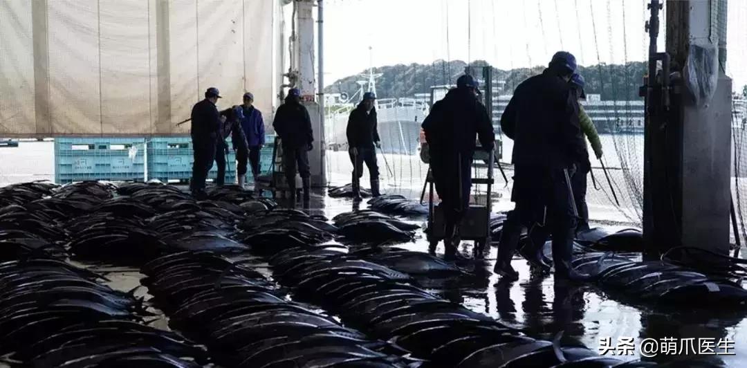 如何促使猫咪喝水,猫咪喜欢喝水吗