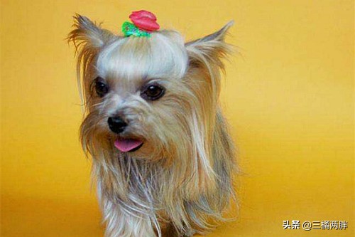 宠物约克夏好养吗,养约克夏怎么避免养到星期狗