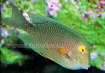 十大最好看的观赏鱼图片大全,十种最漂亮的观赏鱼图片