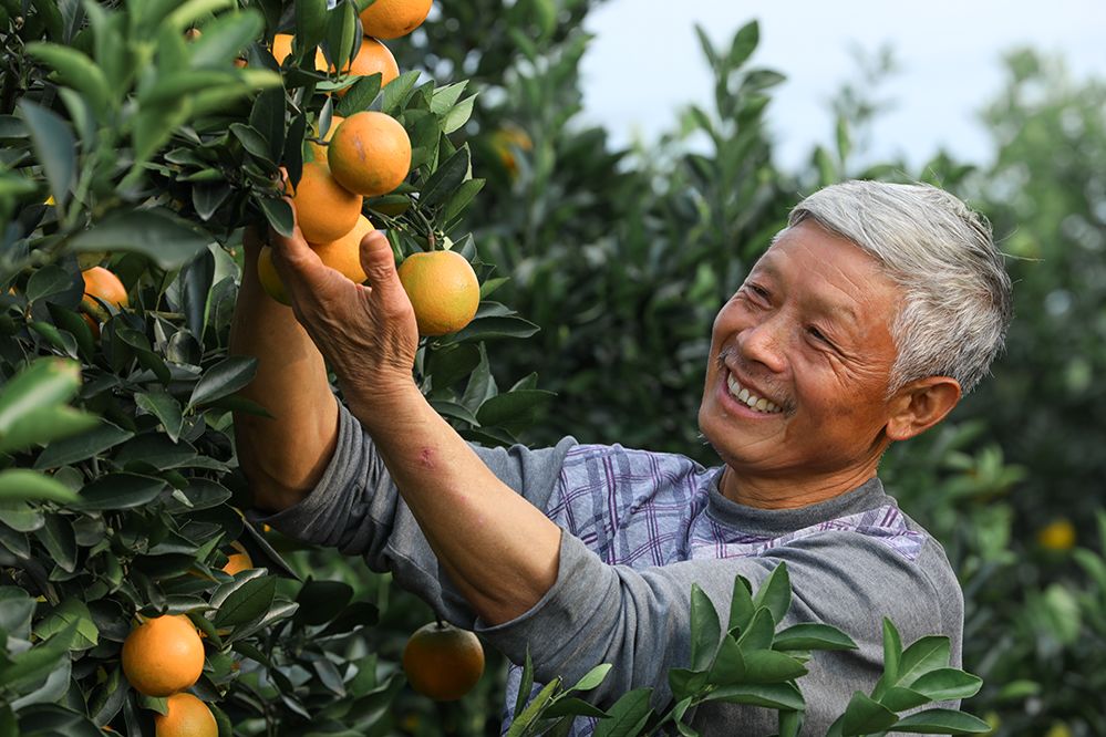 超爽福利暴击！高山神秘“金疙瘩”,甜蜜你的冬天