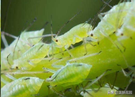 月季花苞上有蚜虫要如何处理,月季生蚜虫怎么处理