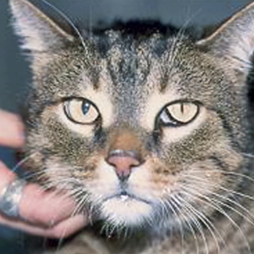 补维生素b猫咪不容易得猫癣,食补补充猫咪的营养