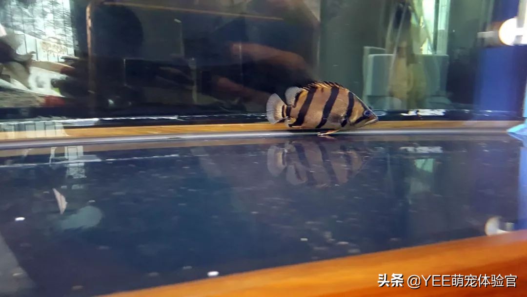泰虎鱼为什么难养,养虎鱼七大忌讳
