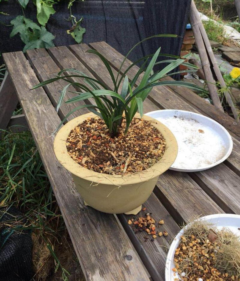 新买的兰花苗怎么样上盆,兰花上盆步骤详细演示讲解