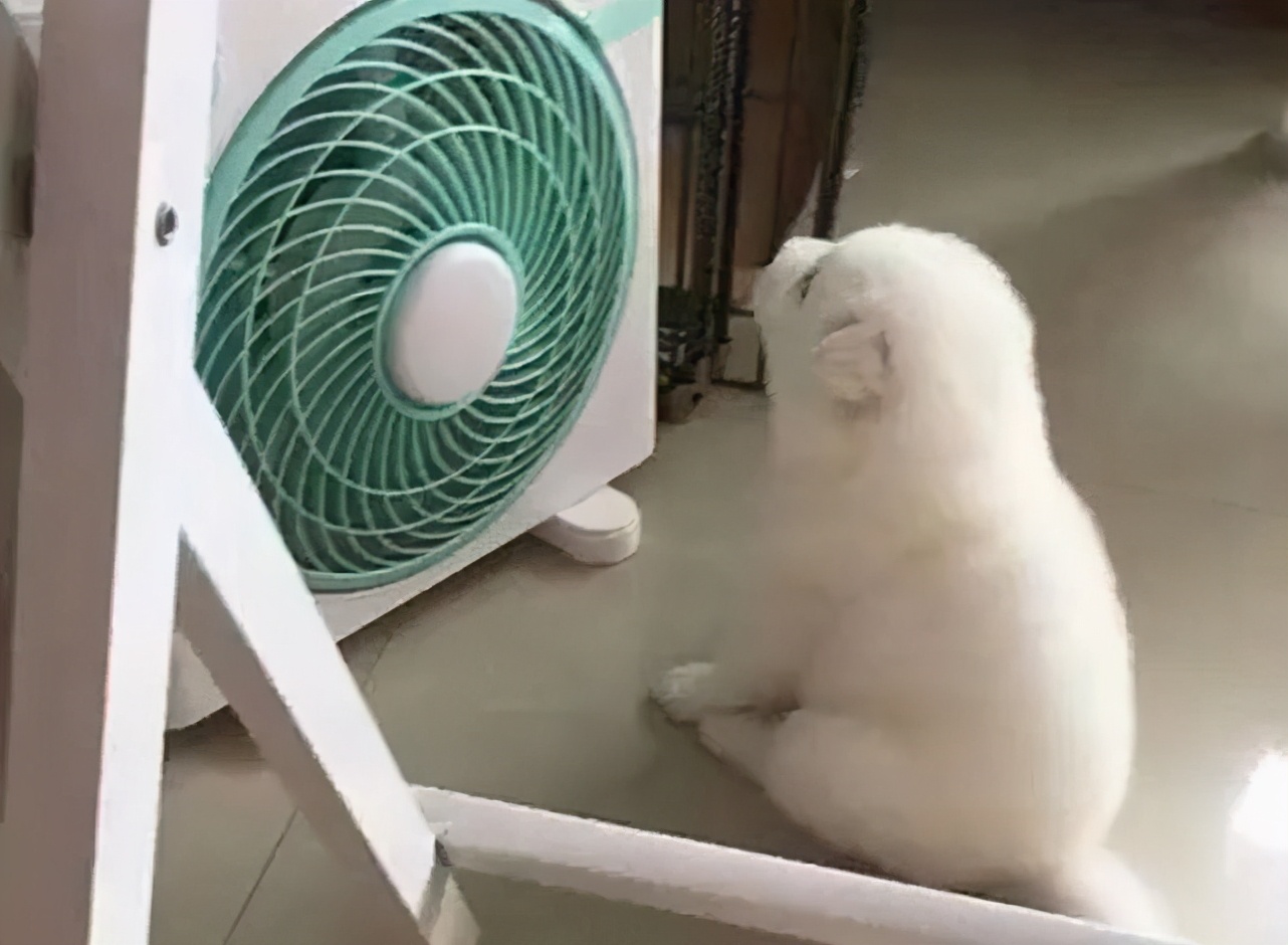 法斗中暑后没呼吸还能抢救过来吗,法斗狗狗中暑死亡了