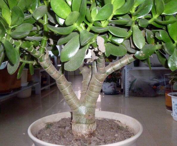 玉树黄叶快速治疗,玉树叶黄怎么补救最快