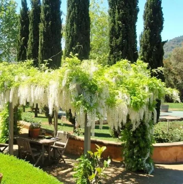 紫藤中最有名的品种叫什么名字,非常好种不需要太阳的紫藤品种