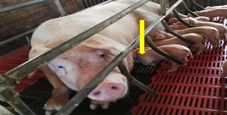 猪得葡萄球菌皮肤病,葡萄球菌引起的猪渗出性皮炎