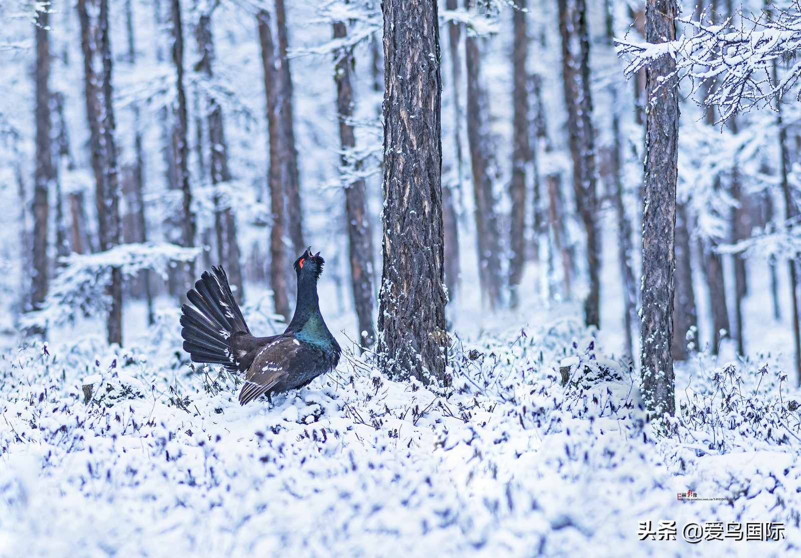 躁动的繁殖季节2021观鸟大年五月精华作品集