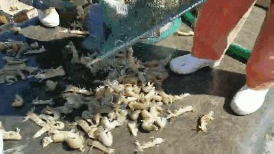 据说在天津，没有一只皮皮虾能活着走出去！