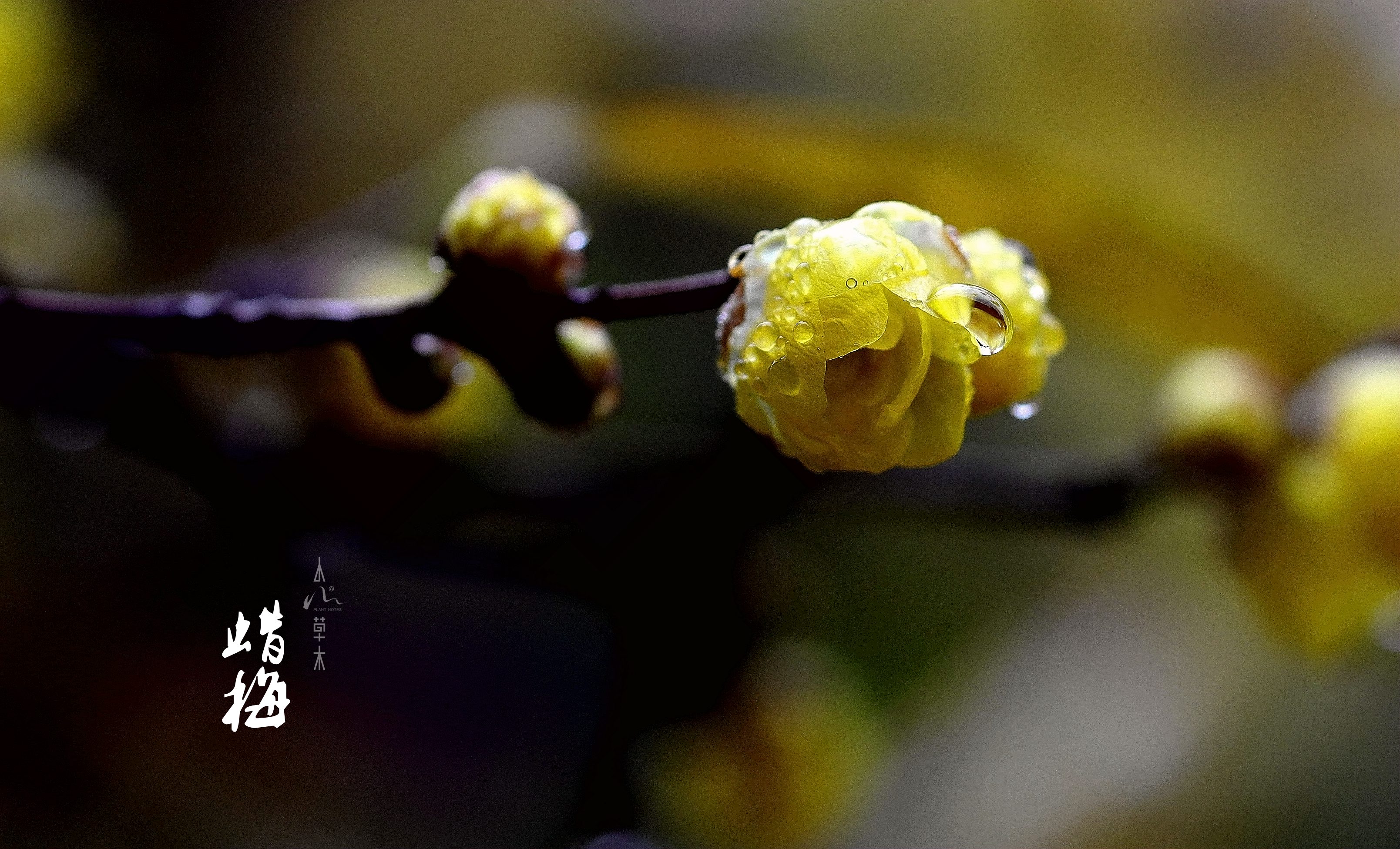 蜡梅|故人未寄岭头信，先报江南春意来