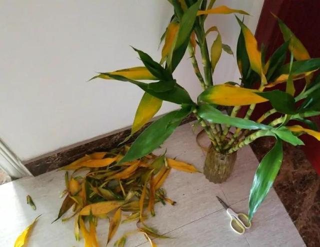 富贵竹爱黄叶、水发臭?“剪一刀”就解决了