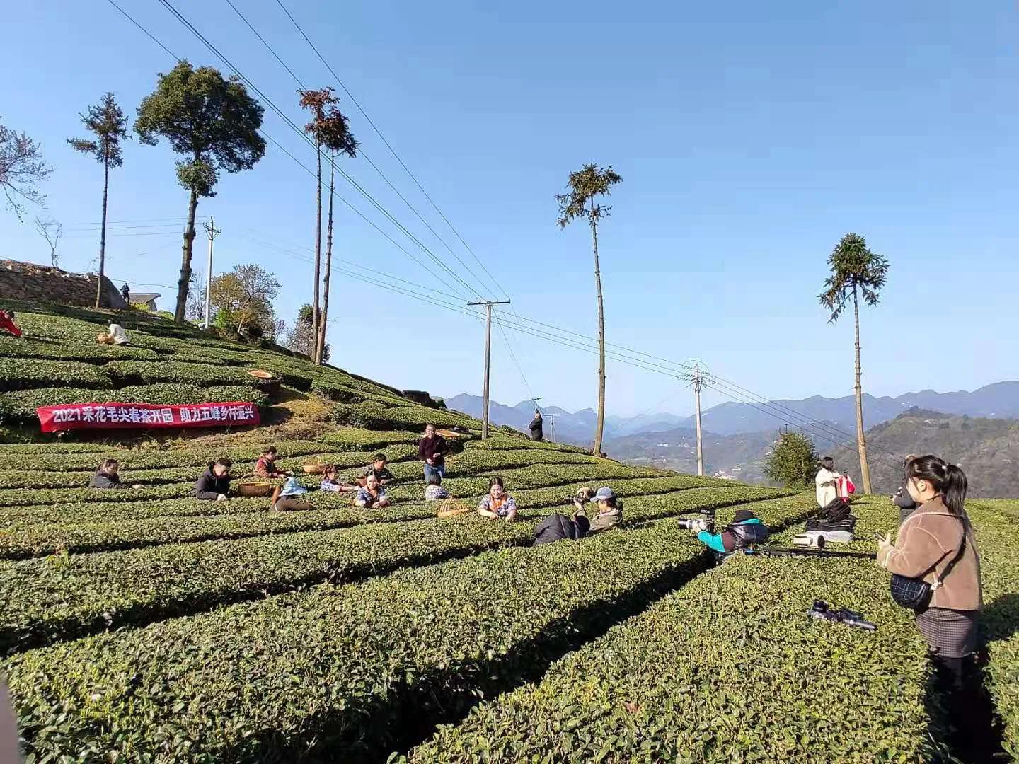 春茶采摘乡村振兴,五峰春茶开园节成功举办