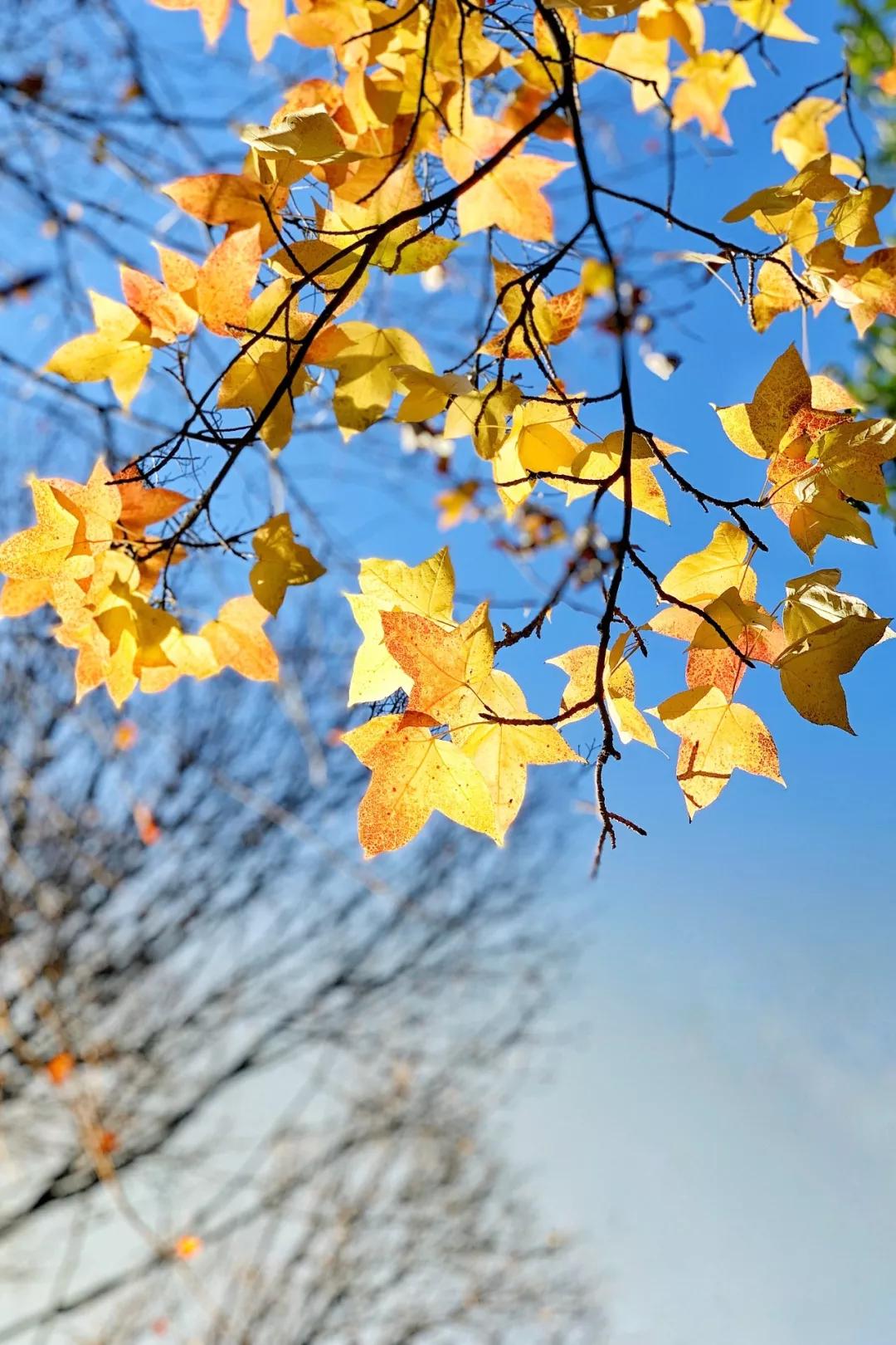 秋色正艳|掌握这6个小技巧，教你拍出绝美秋景