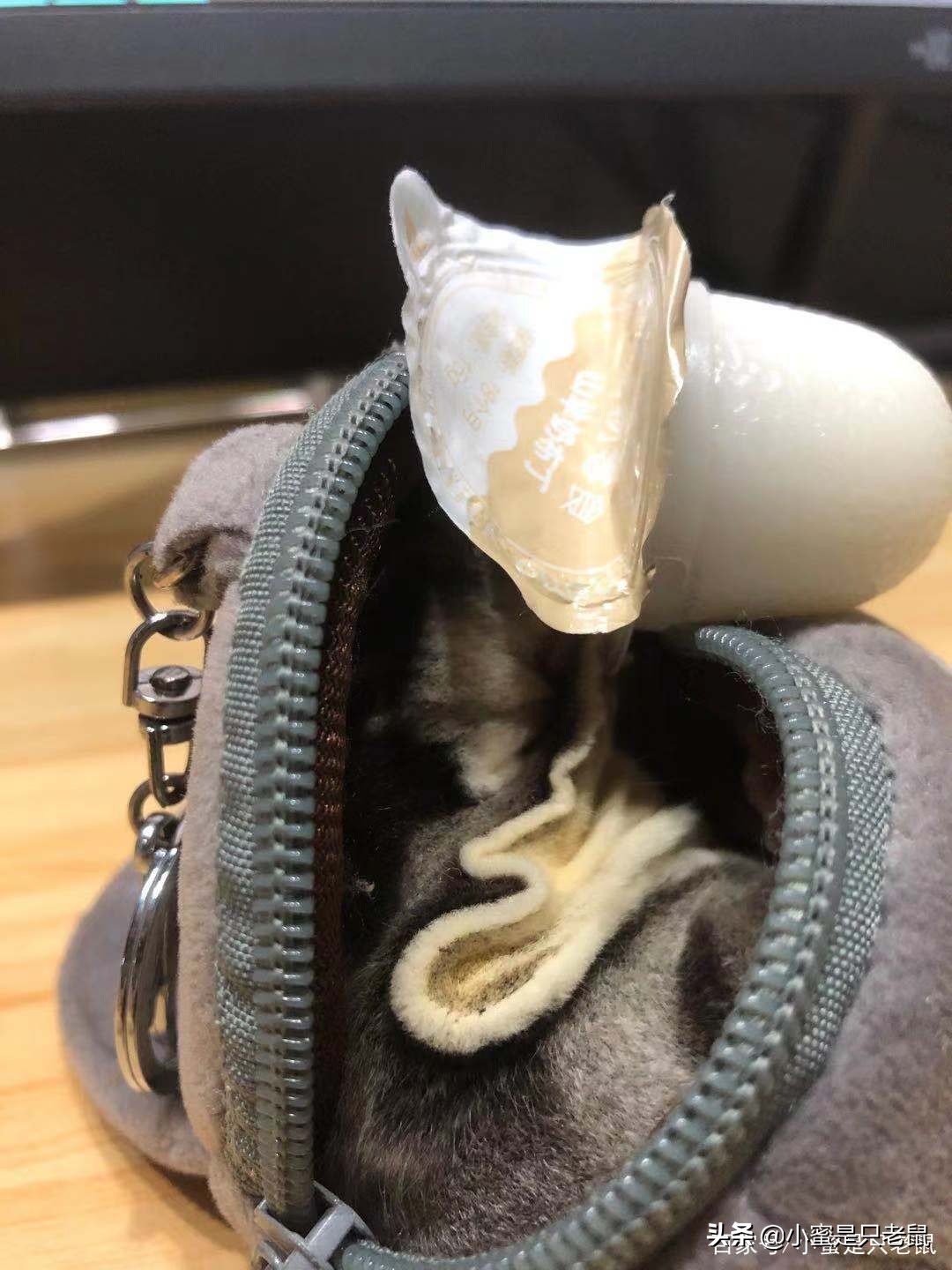 养宠日记300字,养宠日记