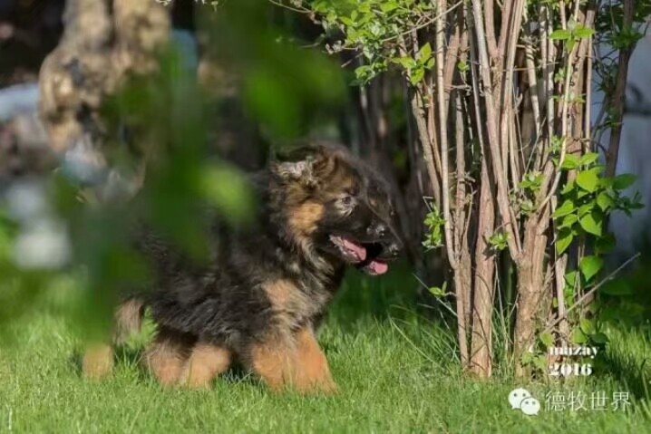 德国牧羊犬图片霸气大全集,德国牧羊犬图片精品