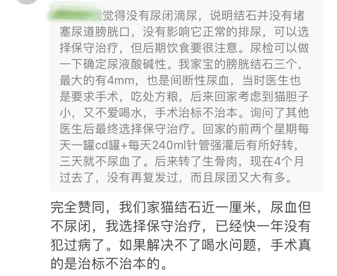 猫咪尿不出来可以吃什么药,猫咪尿不出来了要吃阿莫西林吗