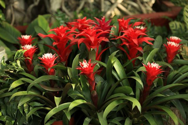 寓意财旺的花,十大吉祥花开图片