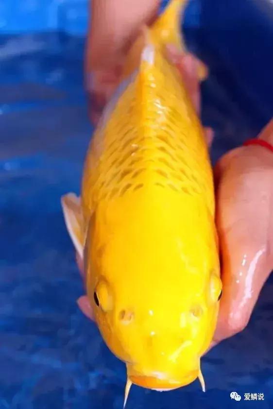 閴磋祻閿﹂菠,閴磋祻閿﹂菠鏁欏