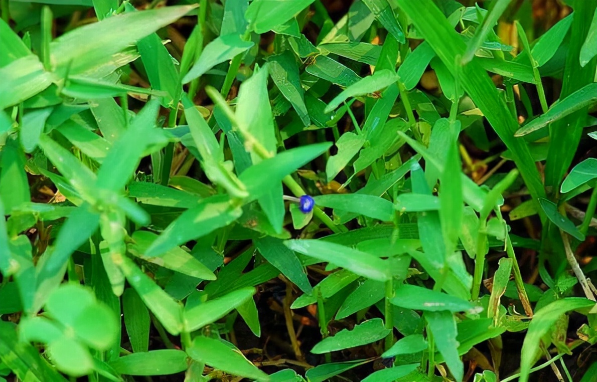 农村田边的这种野菜,农村田埂上的这种野草