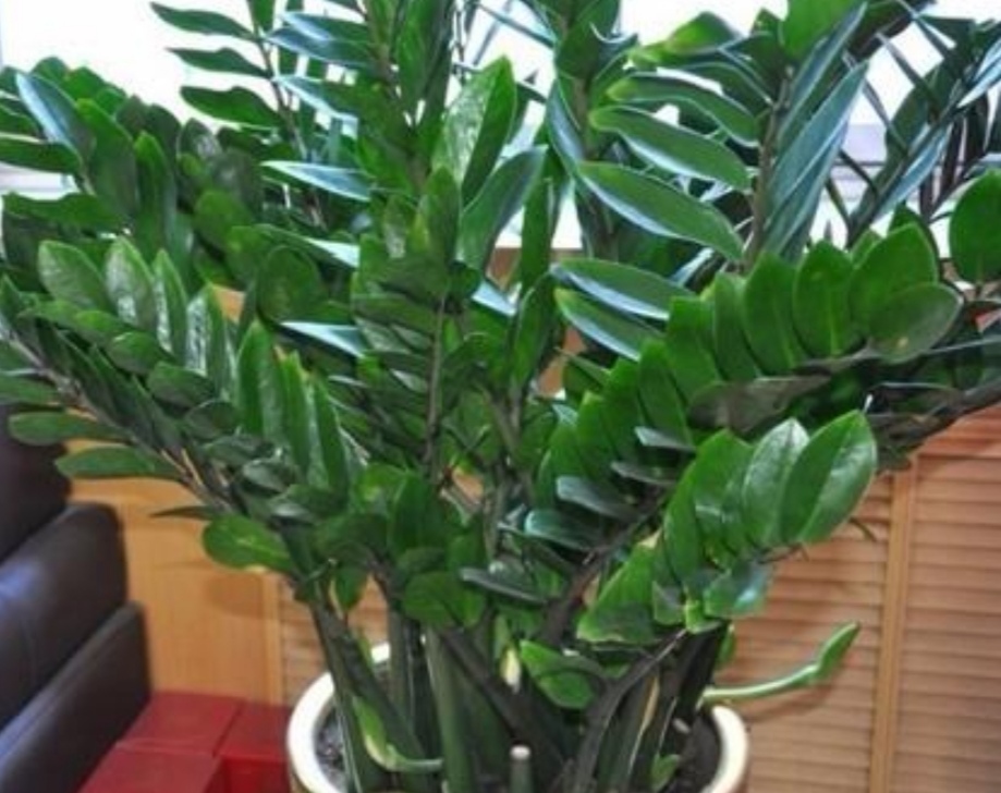 金钱树黄叶落叶是什么原因,金钱树有黄叶子是什么原因