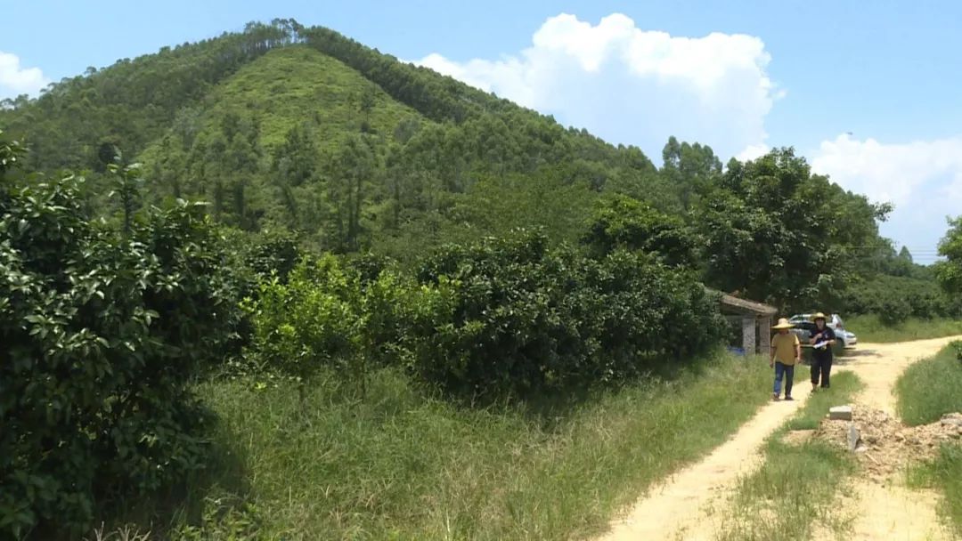 广东复种沙糖桔基地,沙糖桔种植基地规划图