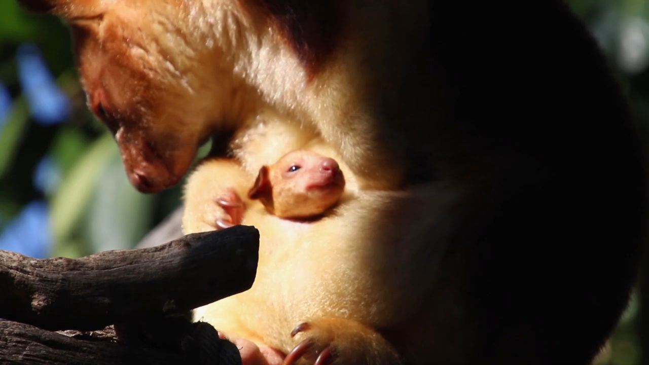 你见过会上树的鸡吗,世界上最萌的袋鼠