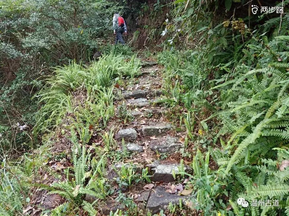 温州茶山红枫古道,浙江温州永嘉红枫古道