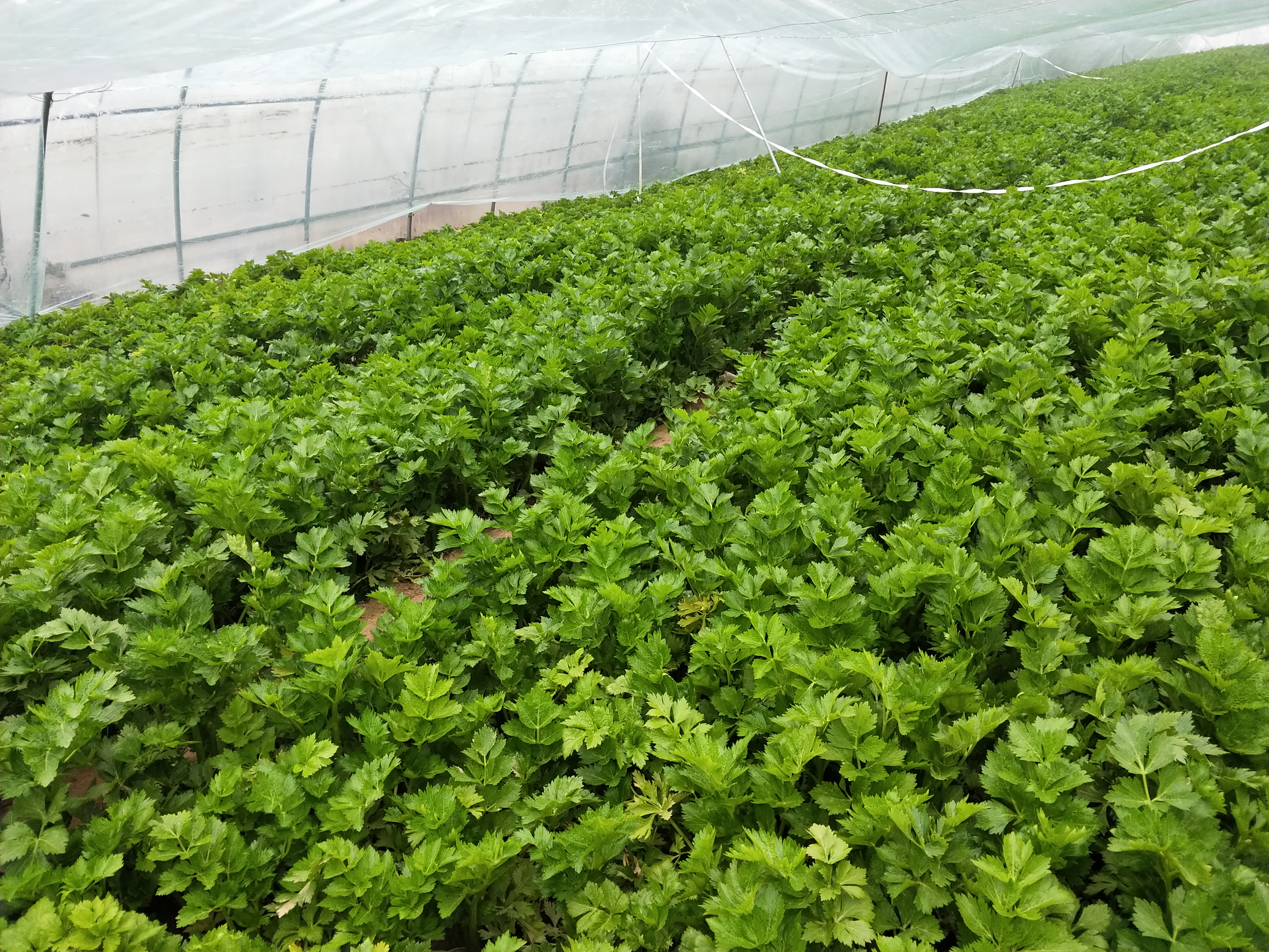 蔬菜叶子黄了要施什么化肥,蔬菜叶子发黄用小苏打加醋可以吗