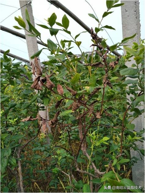 蓝莓叶片边缘焦枯是什么病害,蓝莓在高温下有哪些病害