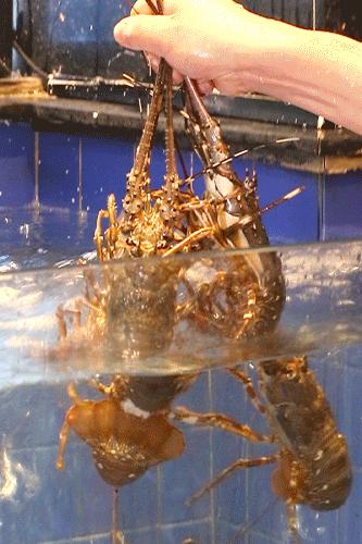 四海一家138元自助餐,四海一家118元自助餐券