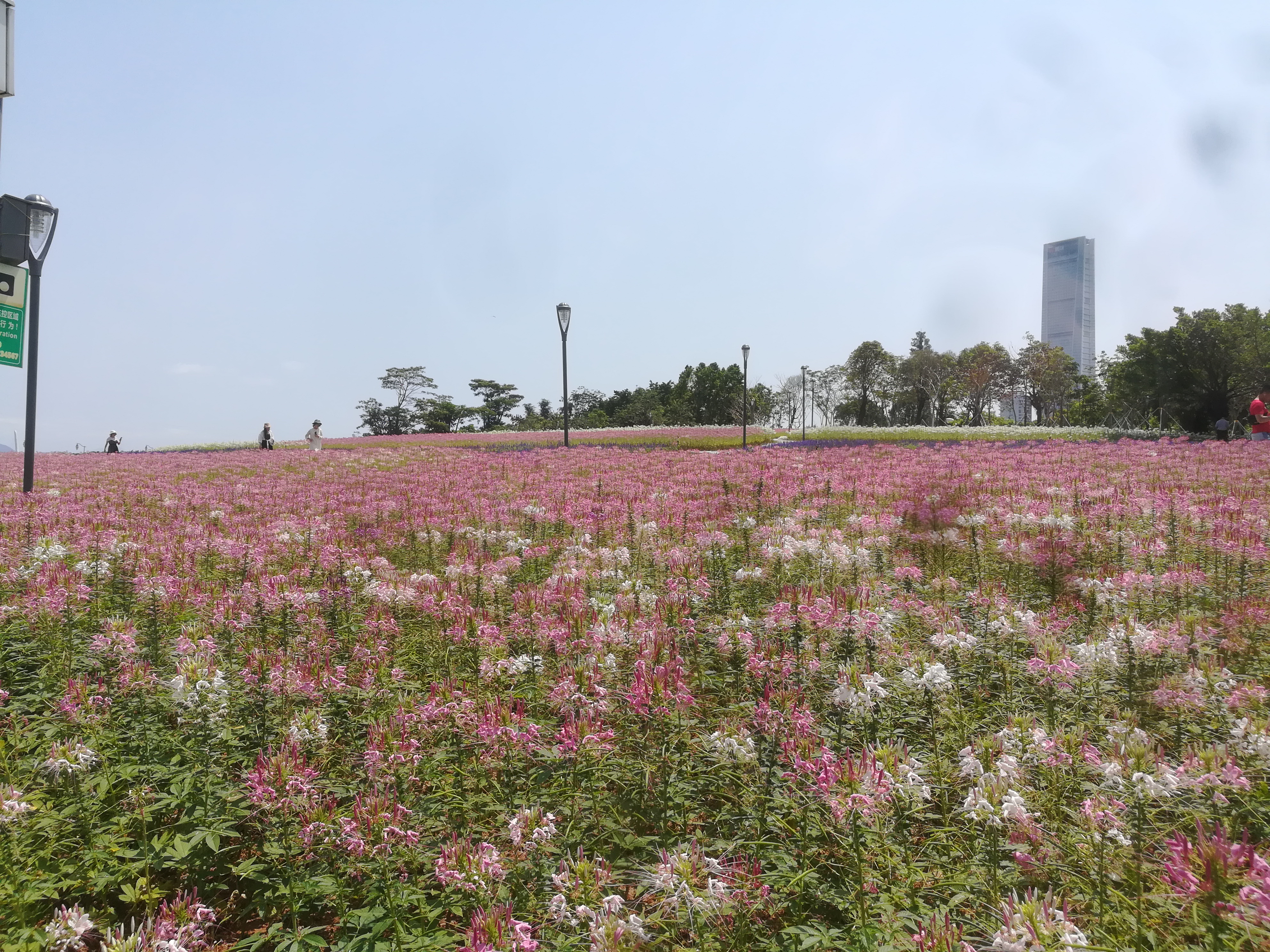 深圳湾公园停车场攻略,深圳湾运动公园沙滩