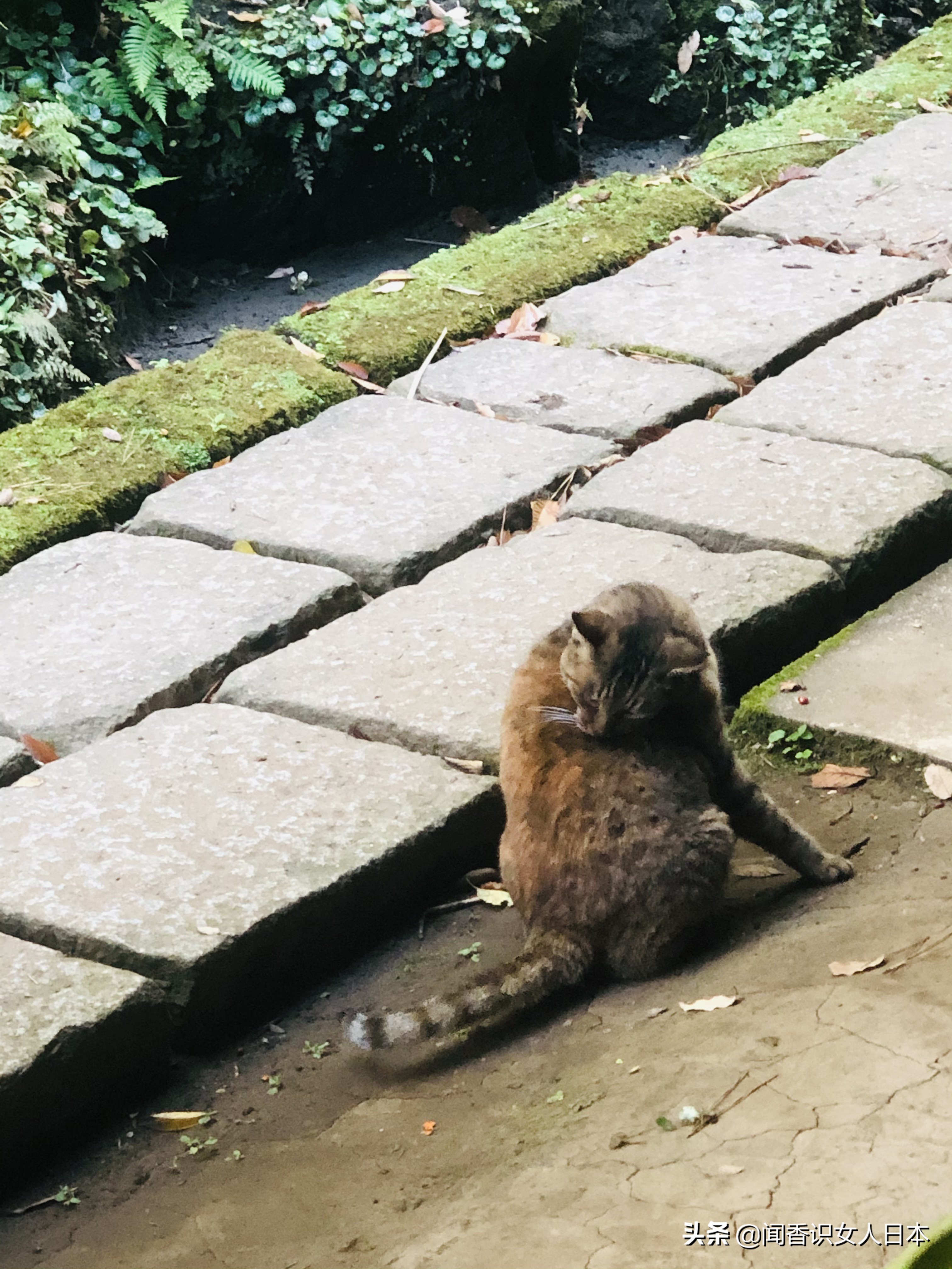 横滨三溪园,横滨三溪园介绍