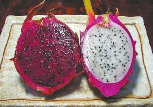 火龙果水培盆栽的养殖方法,火龙果的盆栽技术注意事项