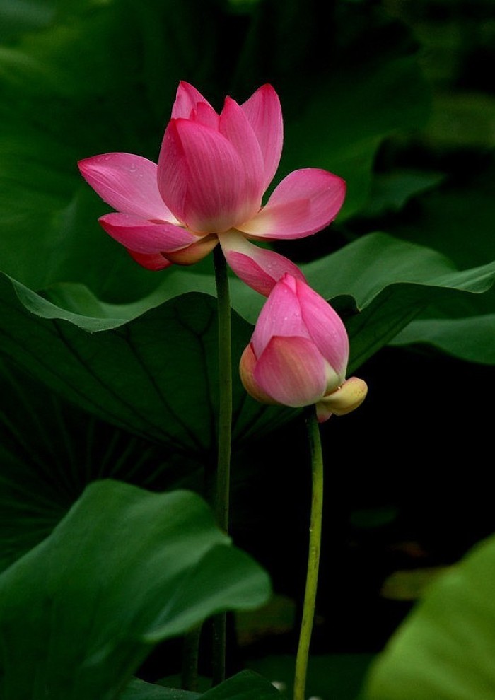 霸气经典说说适合发朋友圈的句子,最近朋友圈很流行的说说句句经典